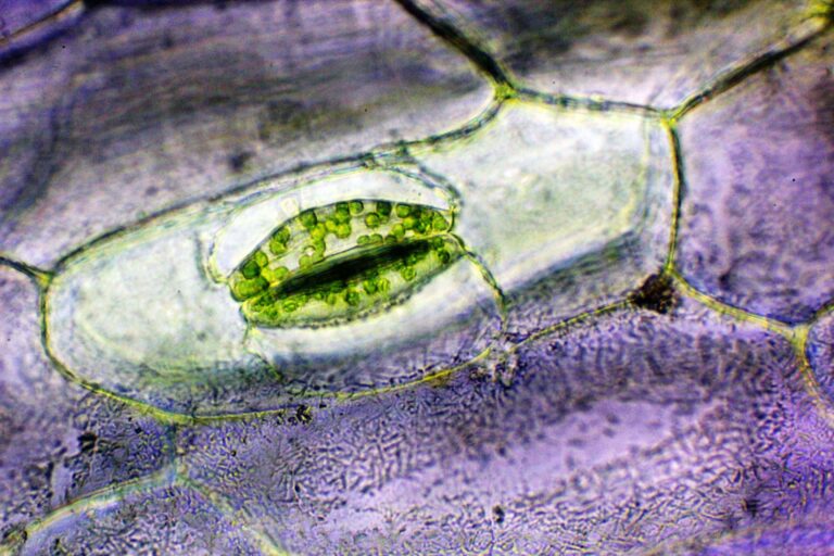 Biologie | Mikroskopie